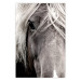 Poster Free Spirit - black and white portrait of a horse with a clearly visible face 130275