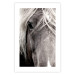 Poster Free Spirit - black and white portrait of a horse with a clearly visible face 130275 additionalThumb 25