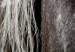 Poster Free Spirit - black and white portrait of a horse with a clearly visible face 130275 additionalThumb 11