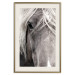 Poster Free Spirit - black and white portrait of a horse with a clearly visible face 130275 additionalThumb 20