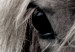 Poster Free Spirit - black and white portrait of a horse with a clearly visible face 130275 additionalThumb 10