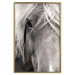 Poster Free Spirit - black and white portrait of a horse with a clearly visible face 130275 additionalThumb 21