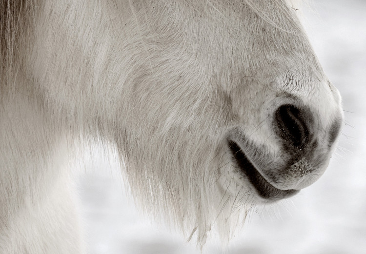Poster Horse Mane - white horse with a lot of hair against a winter forest 130375 additionalImage 9