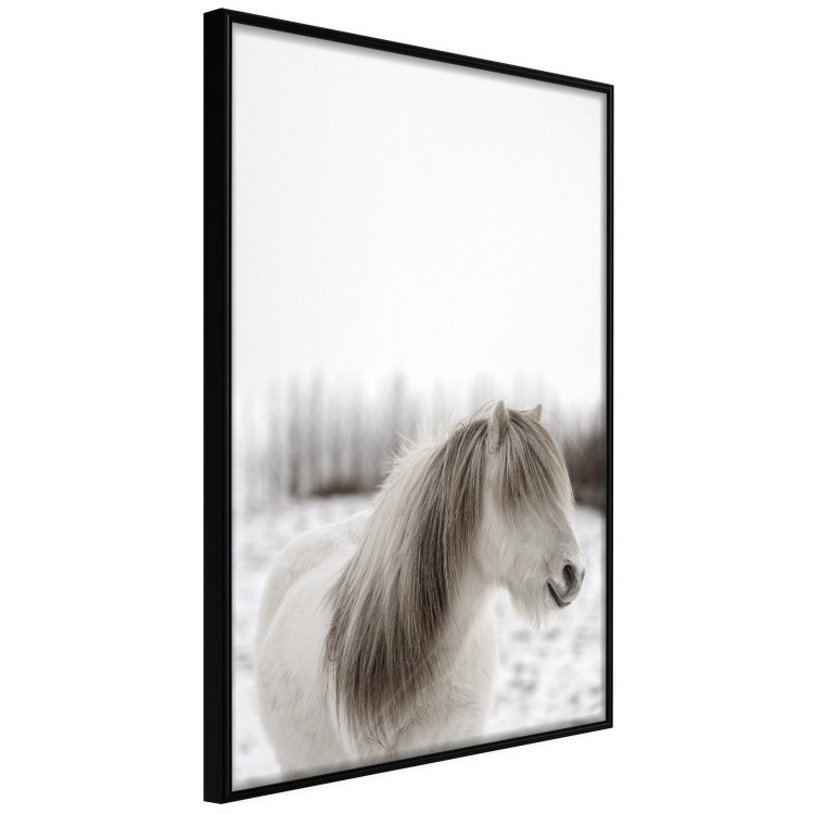 Poster Horse Mane - white horse with a lot of hair against a winter forest 130375 additionalImage 11