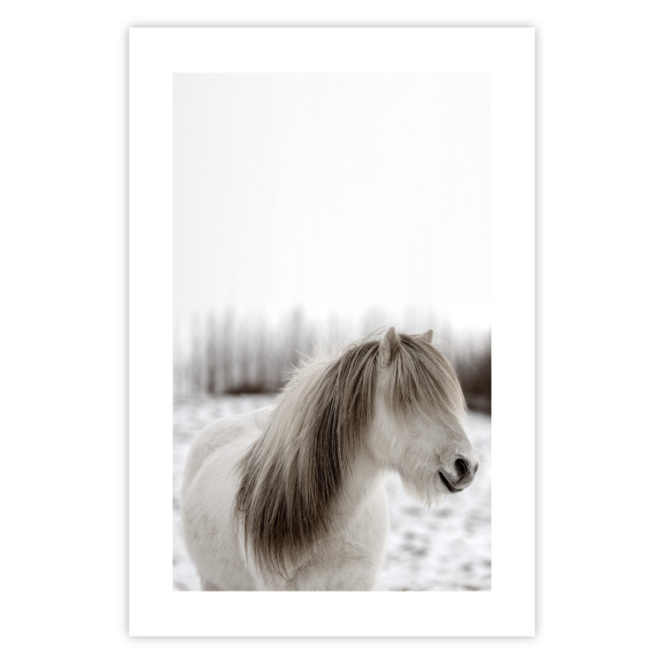 Poster Horse Mane - white horse with a lot of hair against a winter forest 130375 additionalImage 15