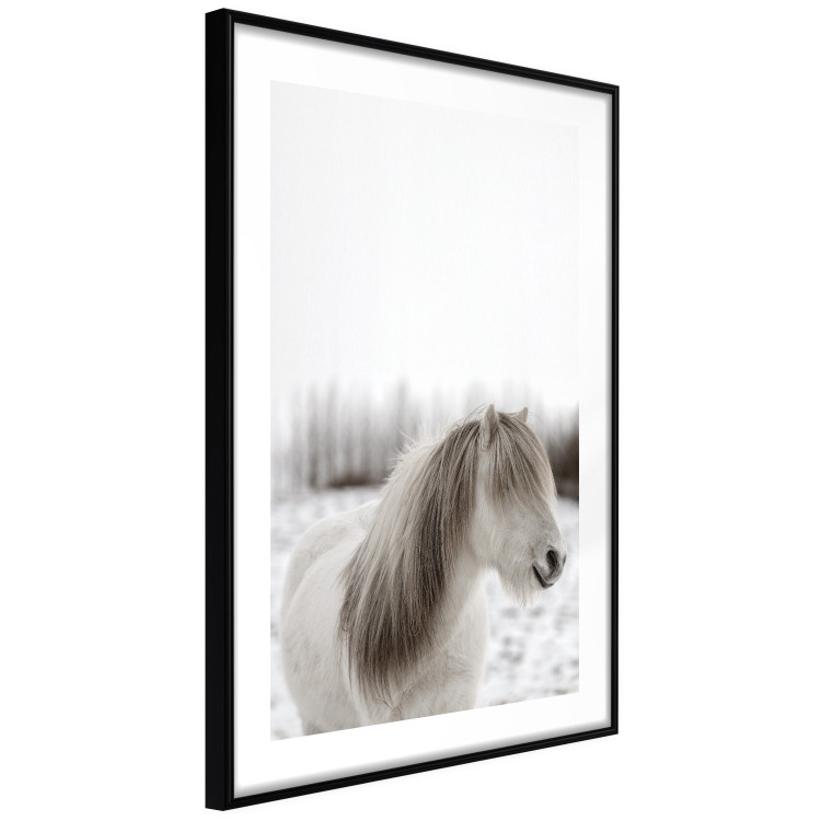 Poster Horse Mane - white horse with a lot of hair against a winter forest 130375 additionalImage 6
