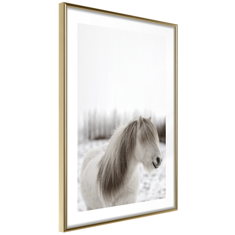 Poster Horse Mane - white horse with a lot of hair against a winter forest 130375 additionalImage 7
