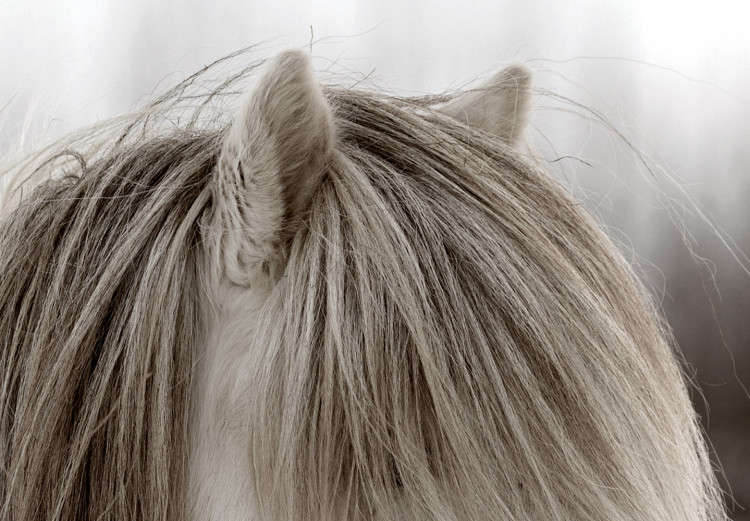 Poster Horse Mane - white horse with a lot of hair against a winter forest 130375 additionalImage 10