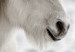 Poster Horse Mane - white horse with a lot of hair against a winter forest 130375 additionalThumb 9