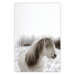 Poster Horse Mane - white horse with a lot of hair against a winter forest 130375