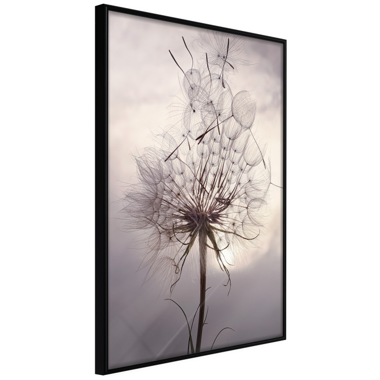 Poster Divided Moment - delicate dandelion flowers on an evening sky 137275 additionalImage 24