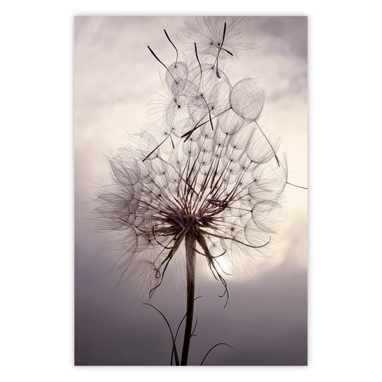 Poster Divided Moment - delicate dandelion flowers on an evening sky 137275