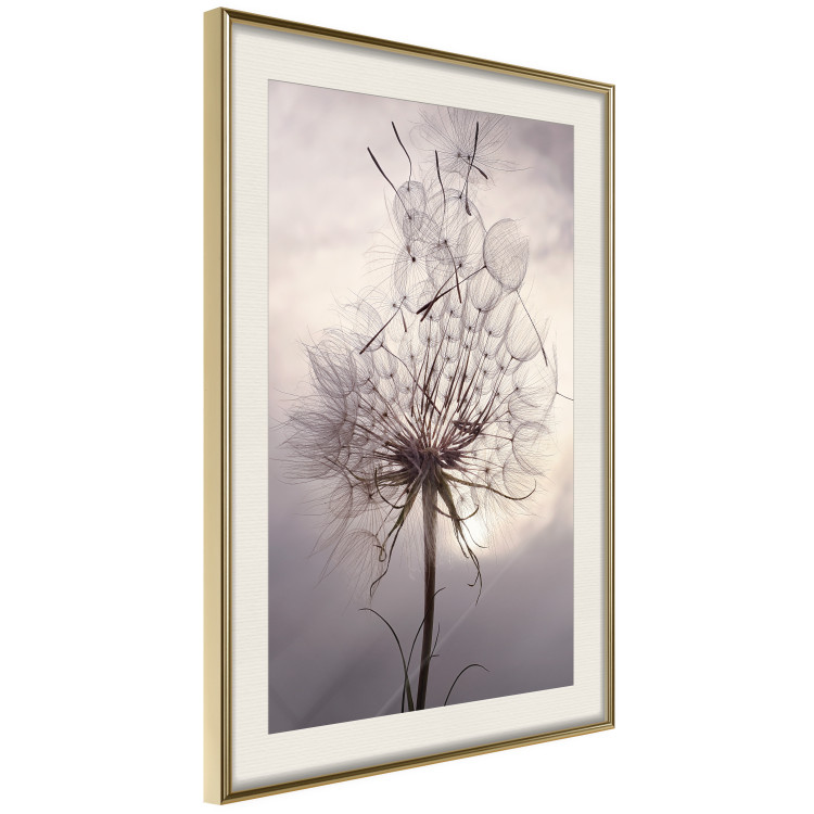 Poster Divided Moment - delicate dandelion flowers on an evening sky 137275 additionalImage 20