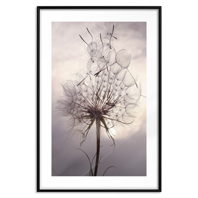 Poster Divided Moment - delicate dandelion flowers on an evening sky 137275 additionalImage 2