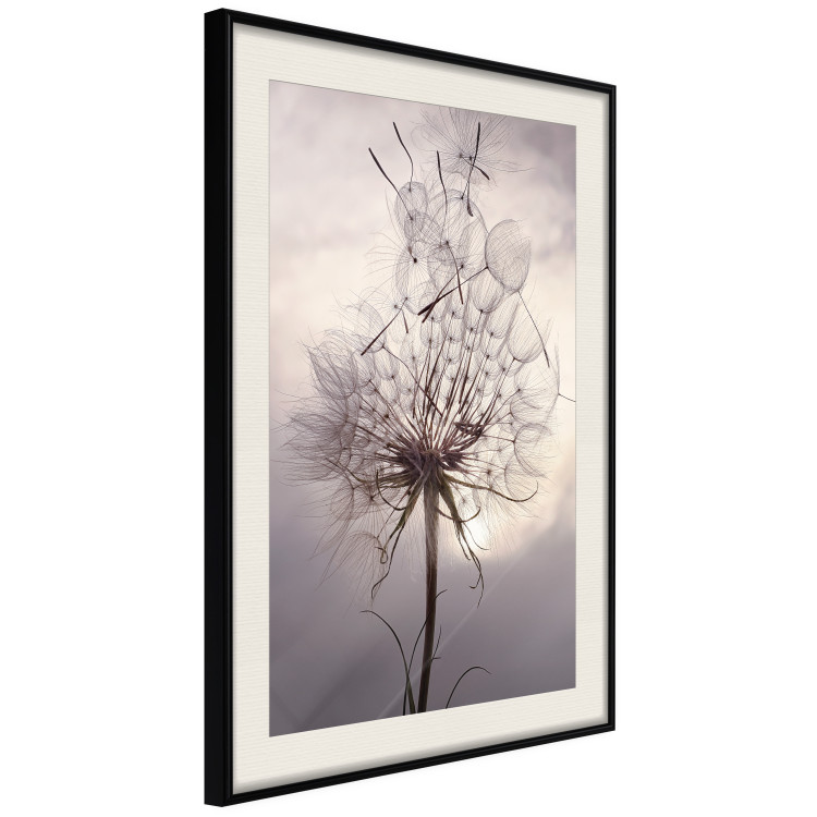 Poster Divided Moment - delicate dandelion flowers on an evening sky 137275 additionalImage 19