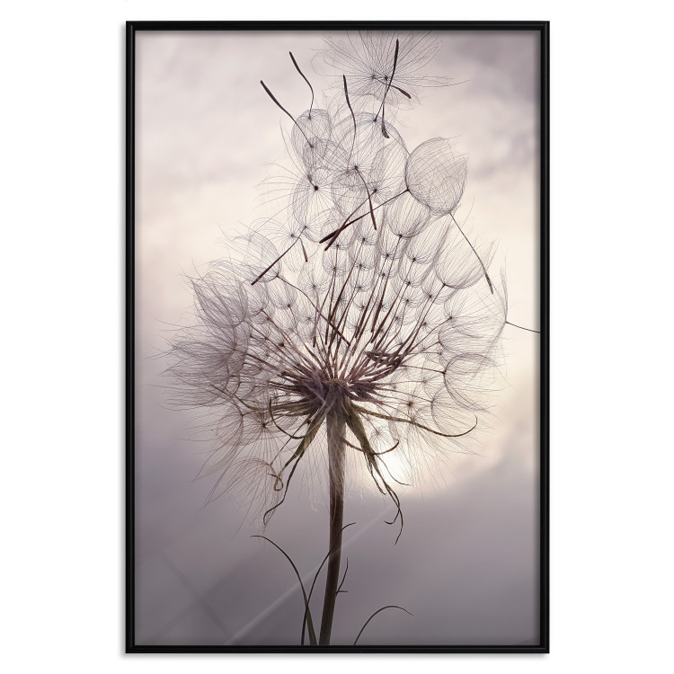 Poster Divided Moment - delicate dandelion flowers on an evening sky 137275 additionalImage 12