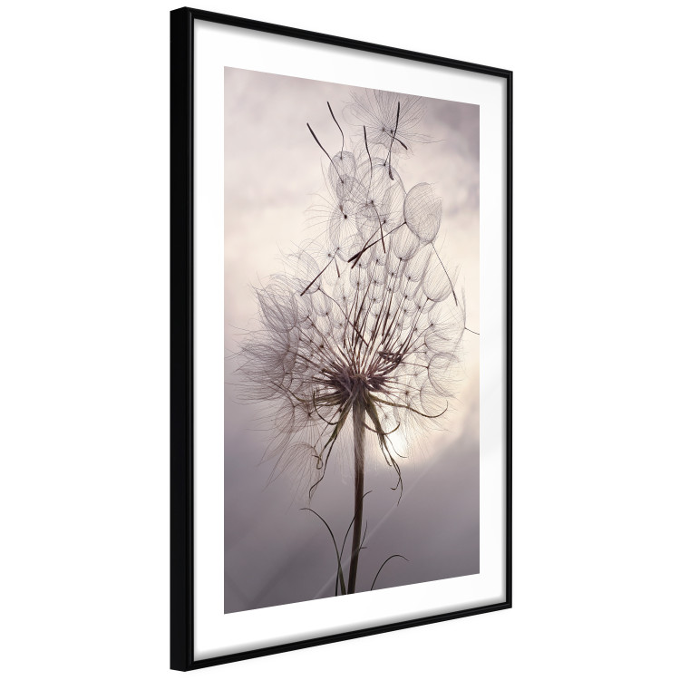 Poster Divided Moment - delicate dandelion flowers on an evening sky 137275 additionalImage 22