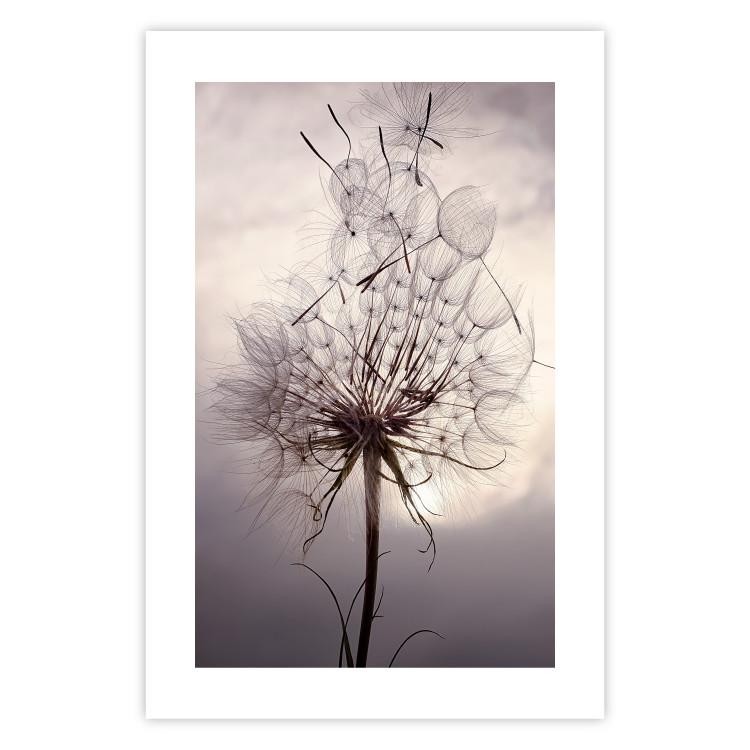 Poster Divided Moment - delicate dandelion flowers on an evening sky 137275 additionalImage 6