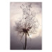Poster Divided Moment - delicate dandelion flowers on an evening sky 137275