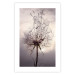 Poster Divided Moment - delicate dandelion flowers on an evening sky 137275 additionalThumb 11