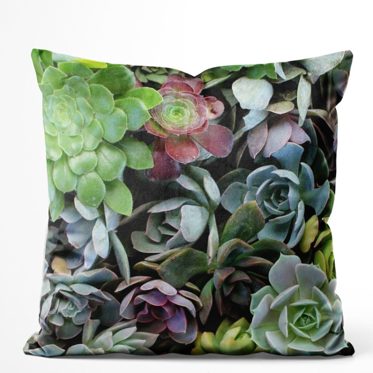 Decorative Velor Pillow Variety of succulents - a plant composition with rich detailing 147075