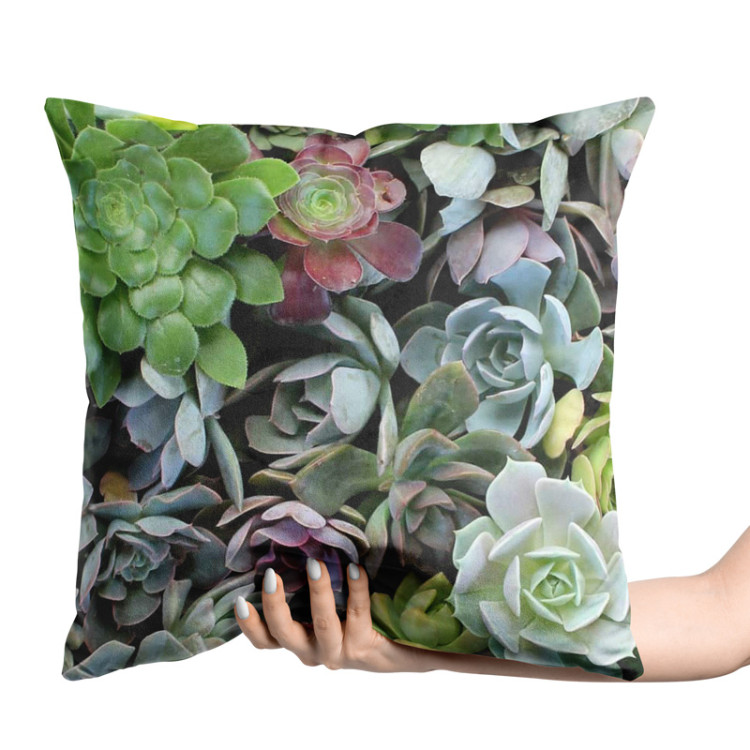Decorative Velor Pillow Variety of succulents - a plant composition with rich detailing 147075 additionalImage 2
