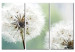 Canvas Fluffy dandelions 58675