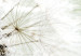 Canvas Fluffy dandelions 58675 additionalThumb 4