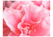 Photo Wallpaper Pink azalea flowers 60675 additionalThumb 1