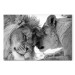 Canvas Print Lion's Love 97575 additionalThumb 7