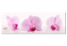 Canvas Print Three Orchids - Romantic Pink Orchid Flowers on White Background 97975
