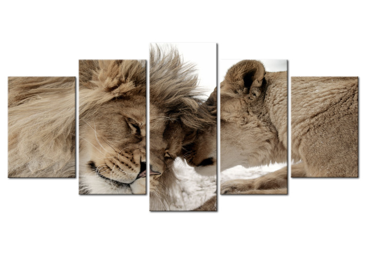 Canvas Art Print Lion Affections (5-piece) - Pair of Wild Cats in Romantic Setting 105585