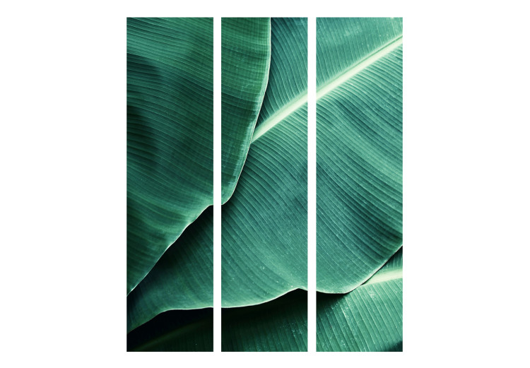 Room Divider Banana Leaves - texture of green leaves with many details 118385 additionalImage 3