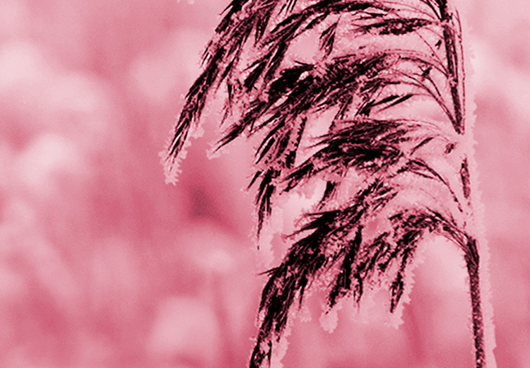 Wall Poster Ruby Spikes - simple composition with field plants in pink tones 119185 additionalImage 11