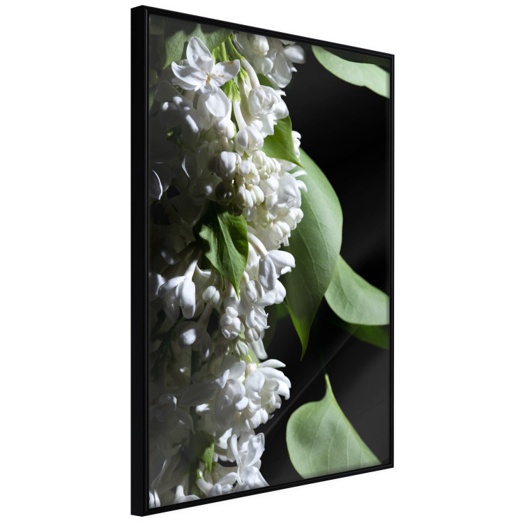Poster Lilac Detail - botanical composition with white flowers and leaves on black 121885 additionalImage 10