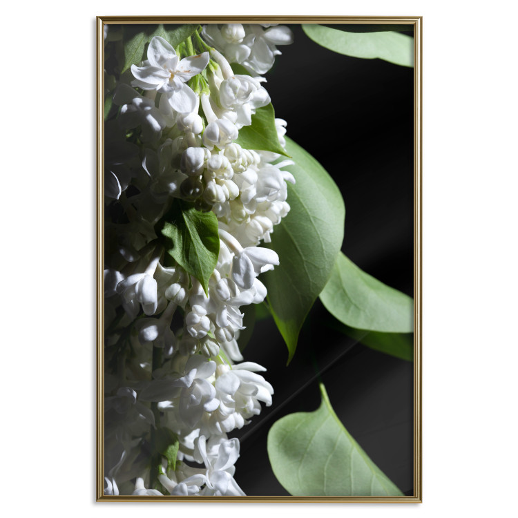 Poster Lilac Detail - botanical composition with white flowers and leaves on black 121885 additionalImage 16