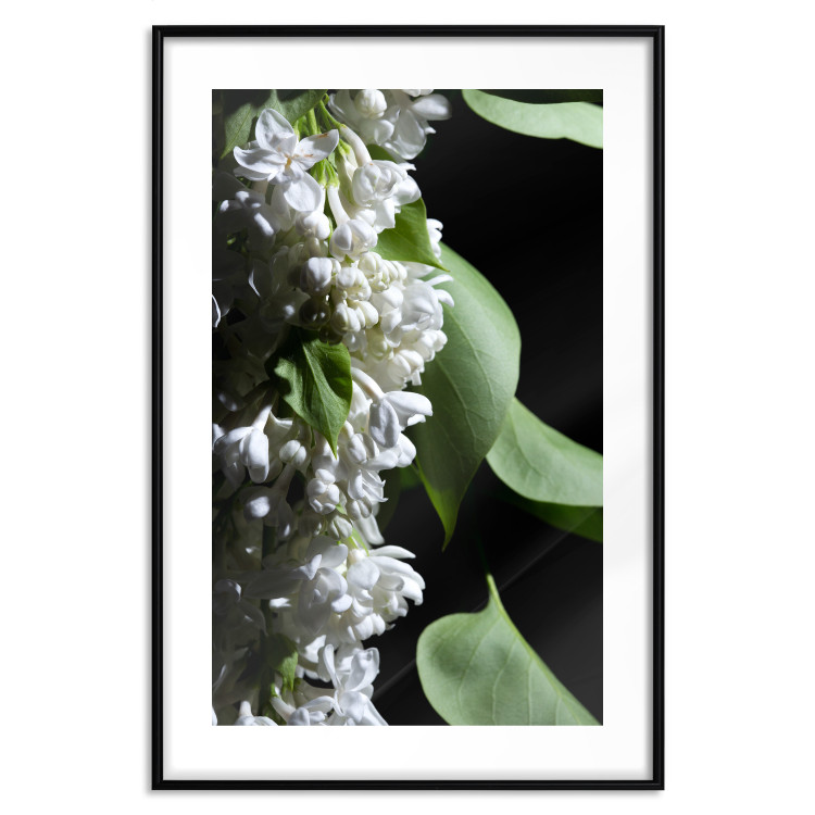 Poster Lilac Detail - botanical composition with white flowers and leaves on black 121885 additionalImage 15