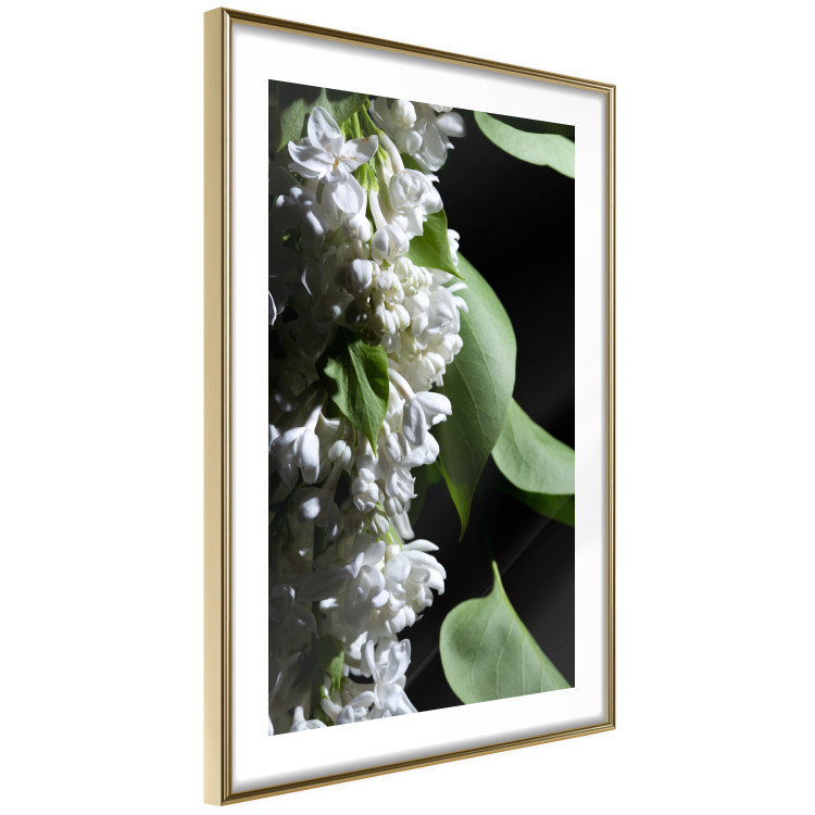 Poster Lilac Detail - botanical composition with white flowers and leaves on black 121885 additionalImage 6