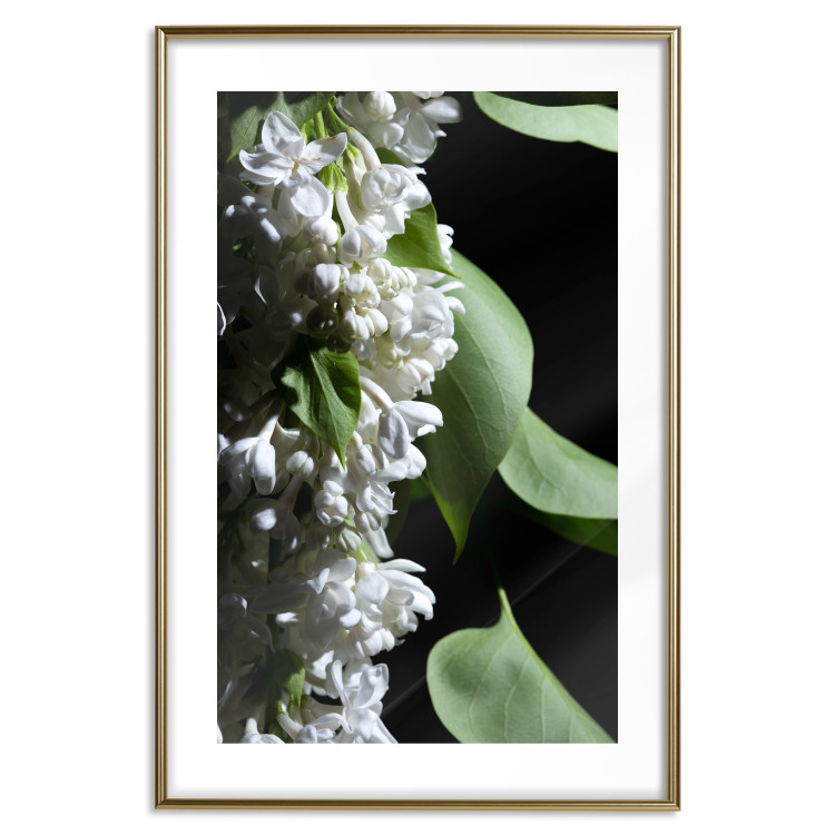 Poster Lilac Detail - botanical composition with white flowers and leaves on black 121885 additionalImage 14