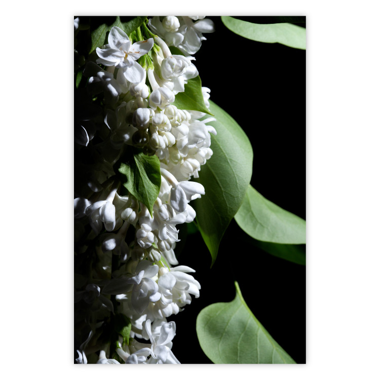 Poster Lilac Detail - botanical composition with white flowers and leaves on black 121885