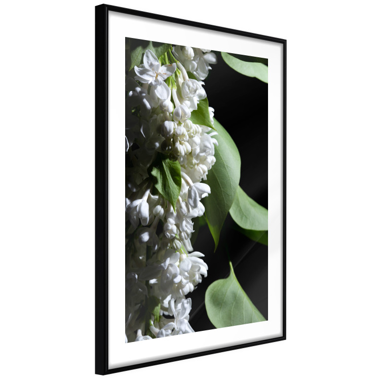 Poster Lilac Detail - botanical composition with white flowers and leaves on black 121885 additionalImage 11