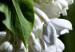 Poster Lilac Detail - botanical composition with white flowers and leaves on black 121885 additionalThumb 9