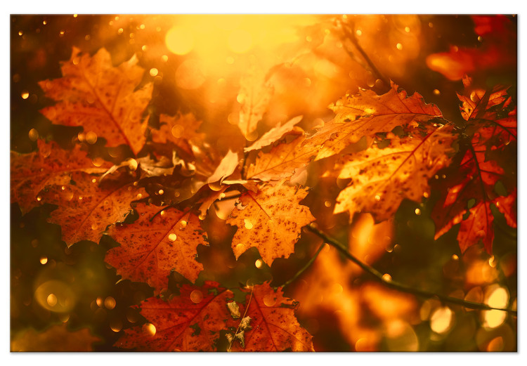 Canvas Print Autumn oak leaves - photograph of golden leaves in the rays of the sun 123785
