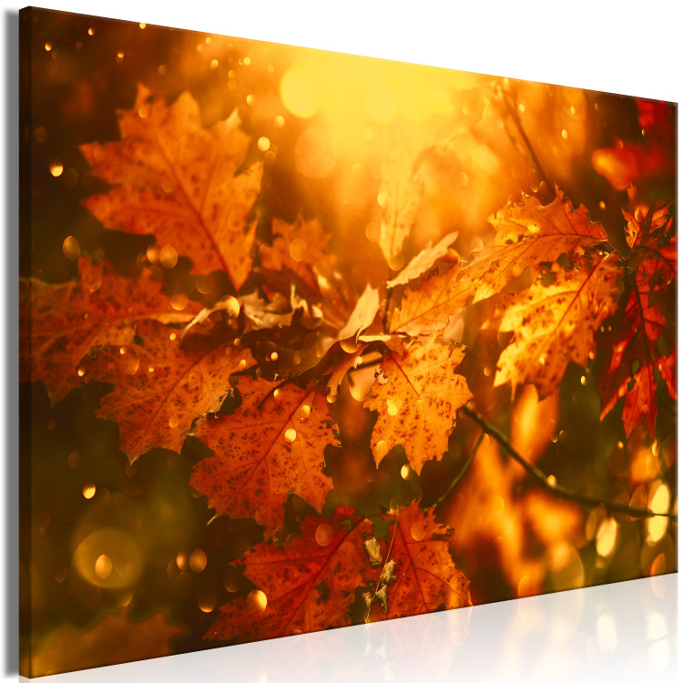 Canvas Print Autumn oak leaves - photograph of golden leaves in the rays of the sun 123785 additionalImage 2