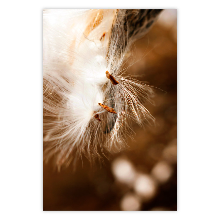 Wall Poster Gentle Swaying - plant with dandelion flower on an orange background 131785