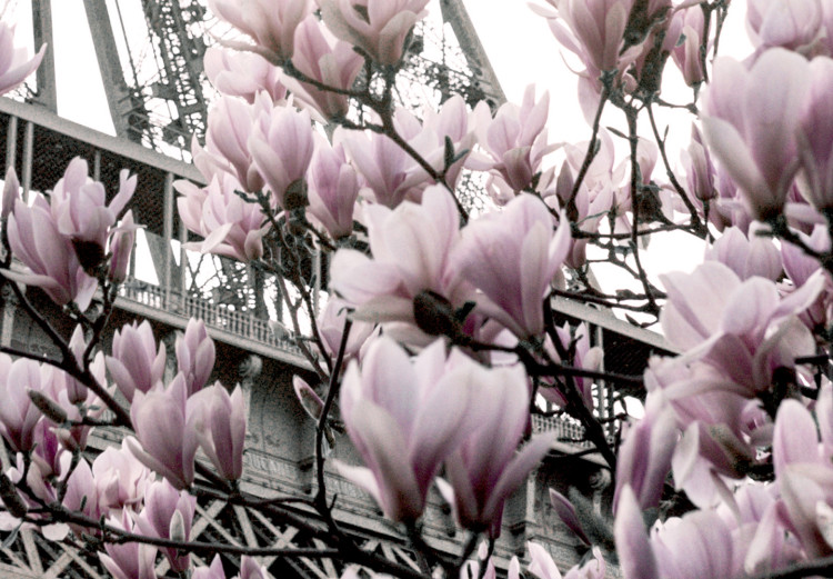 Poster Magnolias in the Sun of Paris - pink flowers against the gray backdrop of the Eiffel Tower 132285 additionalImage 10