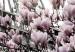 Poster Magnolias in the Sun of Paris - pink flowers against the gray backdrop of the Eiffel Tower 132285 additionalThumb 12
