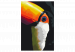 Paint by Number Kit Toucan 134885 additionalThumb 4