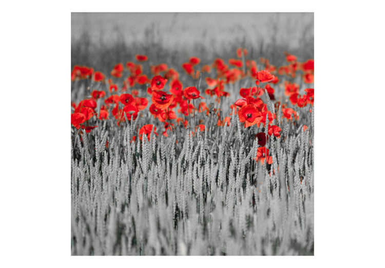 Wall Mural Poppies on Black and White Grain - Contrasting Shot of Red Flowers 60385 additionalImage 1