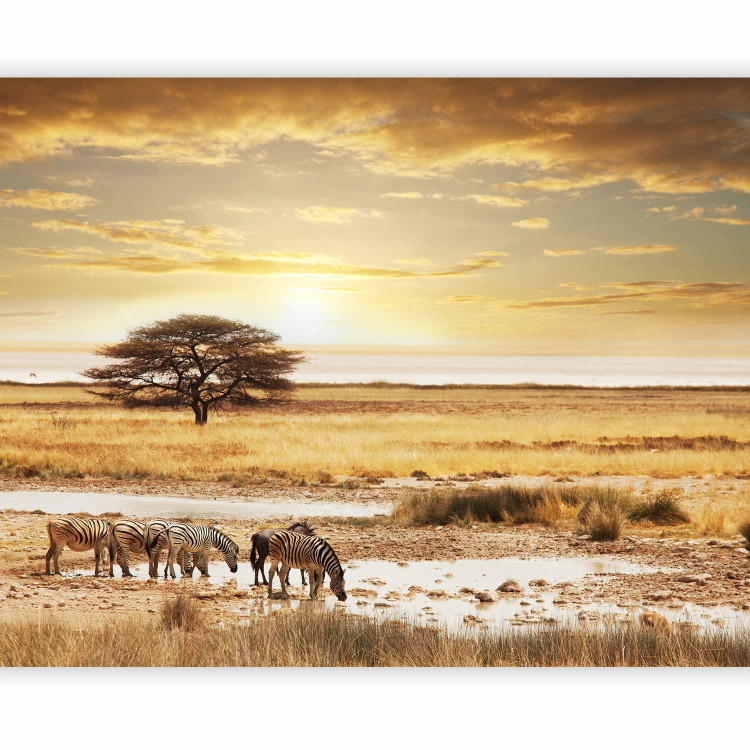 Photo Wallpaper Sunrise in Africa - Zebras on the savannah at a watering hole with a tree 61385 additionalImage 5